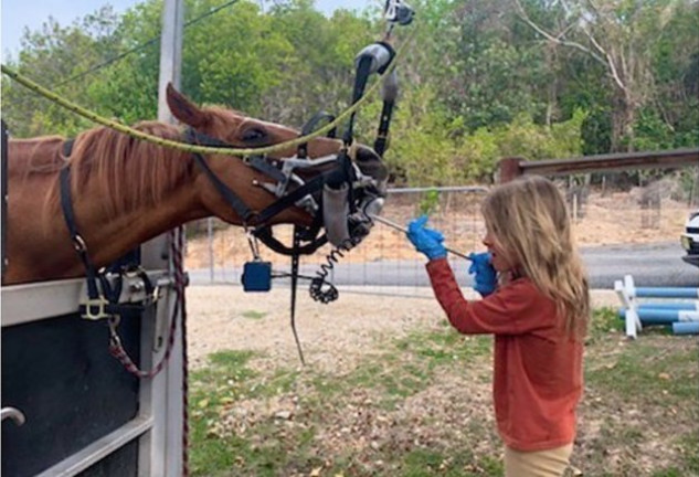 India, de 7 años, es una niña valiente que se atreve, incluso, a limpiarle la boca a su caballo.