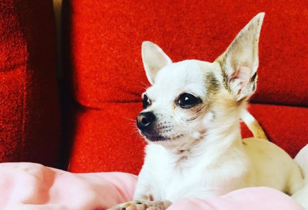Pepa, la chihuahua de Roberto Leal.