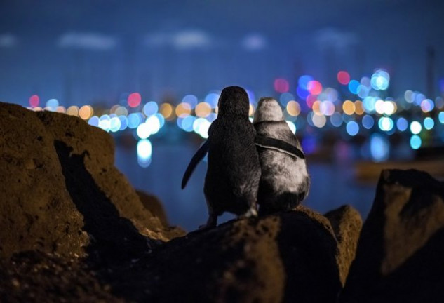 La imagen fue tomada por el fotógrafo Tobias Baumgaertner.