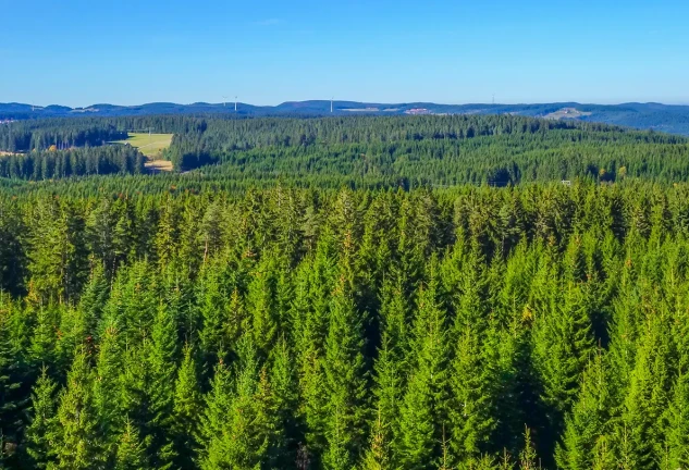 Bosque de coníferas.