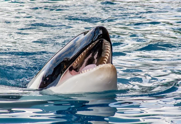 Una orca asesina.