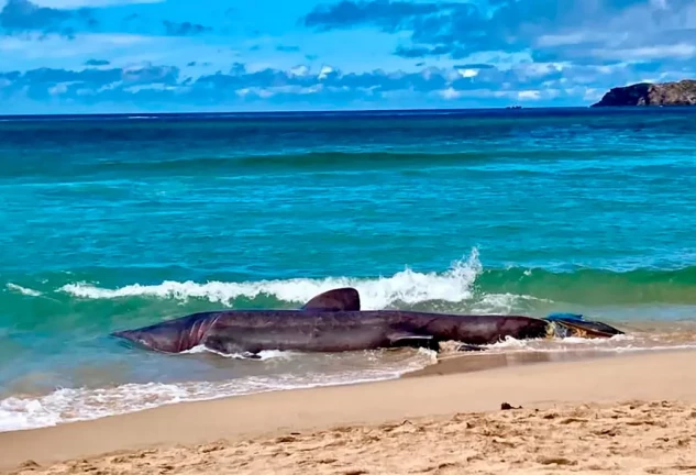 Tiburón peregrino hallado muerto en la costa gallega.