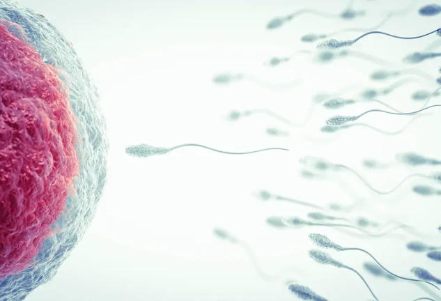 Representación gráfica de unos espermatozoides aproximándose a un óvulo.