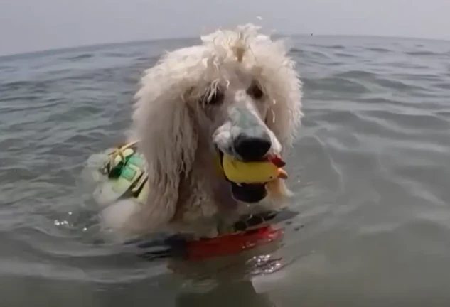 Caniche socorrista