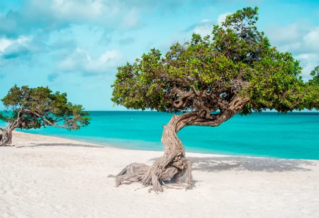 Portada EAGLE BEACH (Isla de Aruba)