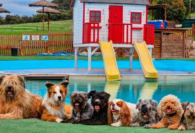Portada piscina perros