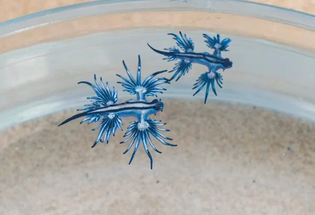 Dragón azul