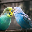 mascotas no podrás tener casa nueva ley