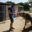 Dani Rovira alimentando a una vaca.