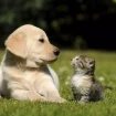 La personalidad de tu mascota según su signo del horóscopo