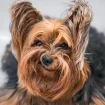 Perrito2