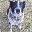 Max estuvo al lado de la pequeña toda la noche y guió a sus familiares hasta ella