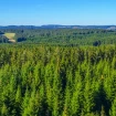 Bosque de coníferas.