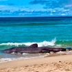 Tiburón peregrino hallado muerto en la costa gallega.