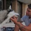 Diego Matamoros junto a su perro, Nanuk (Instagram)