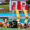 Portada piscina perros