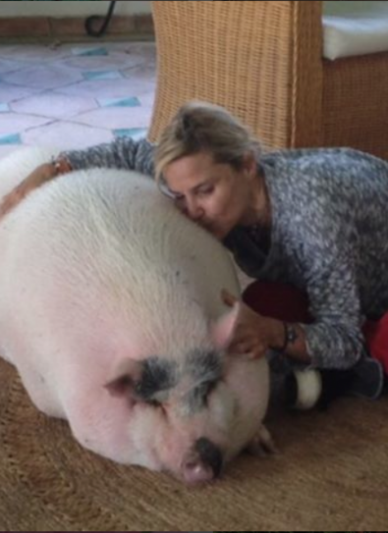 La mascota de Eugenia Martínez de Irujo ha crecido más de lo que ella pensaba. Se llama Bacon y en principio le dijeron que era un mini cerdo.