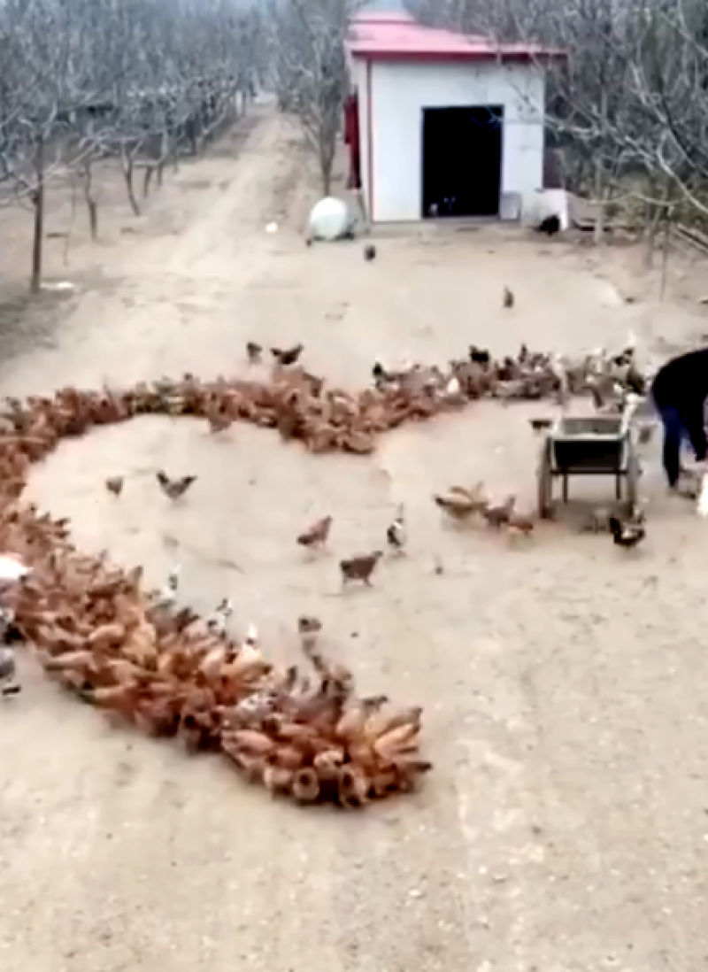 El granjero vietnamita creó el corazón «gallináceo» dibujándolo con maíz y dejando que sus animales acudieran a comer.