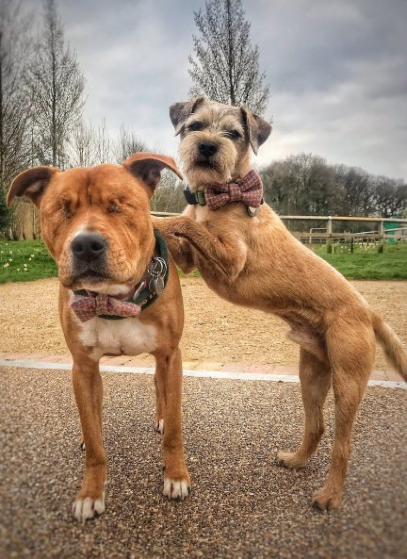 Amos y Tomy son amigos perrunos inseparables