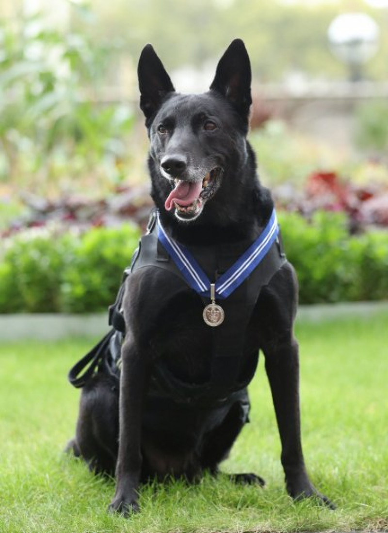 Hurricane es el segundo perro americano que gana este premio.