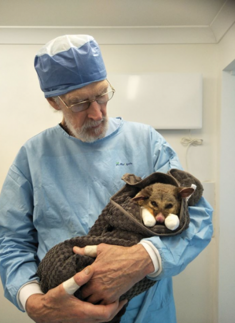 El doctor Howard Ralph, acunando a una zarigüeya con las patitas quemadas para tranquilizarla.