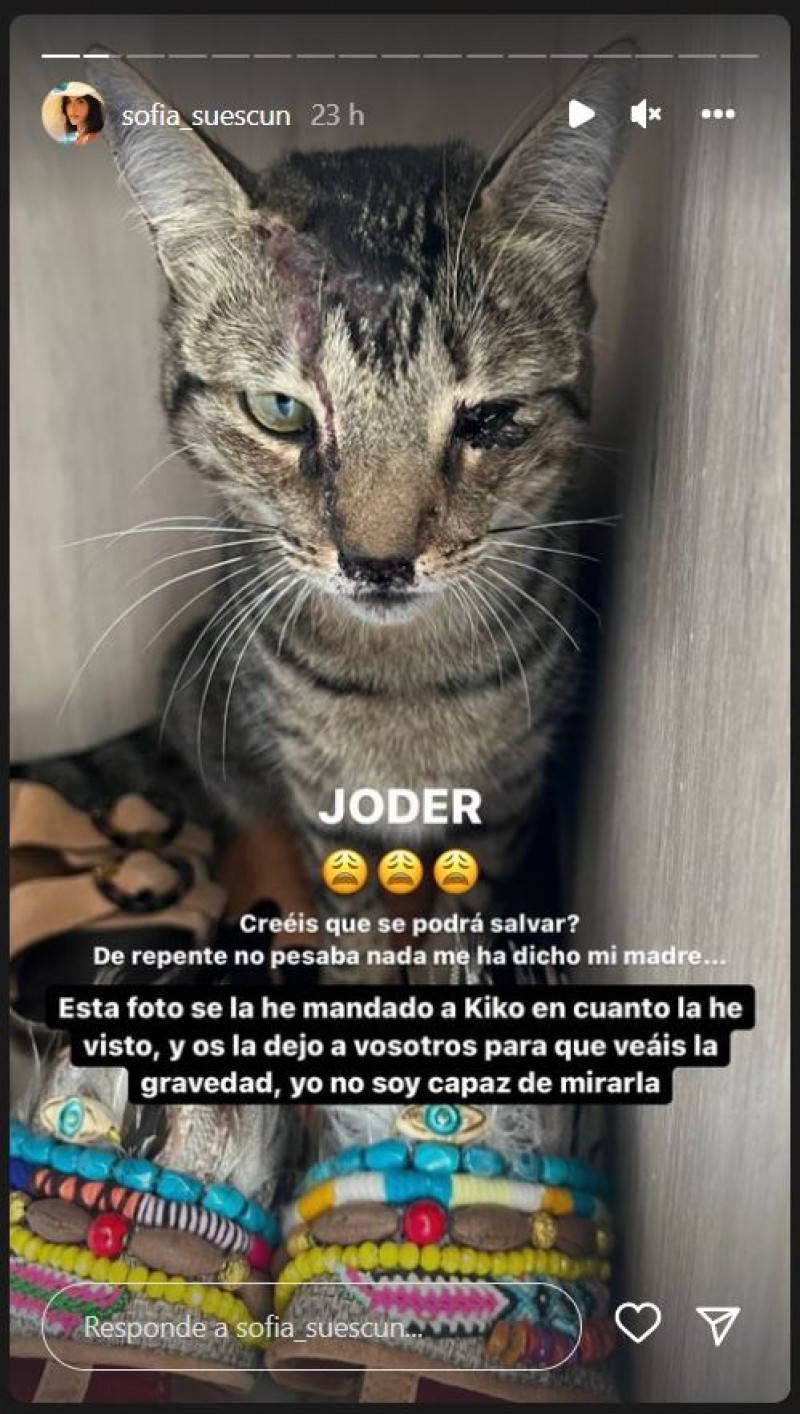 sofia suescun accidente gato 1