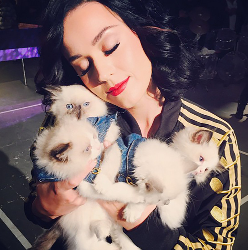Katy Perry y sus gatos
