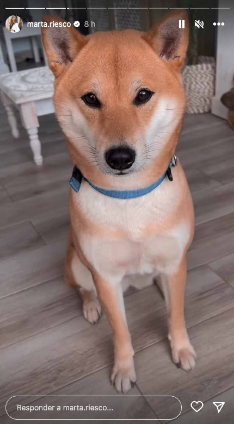 La Shiba Inu de Rocío Flores y Manuel Bedmar