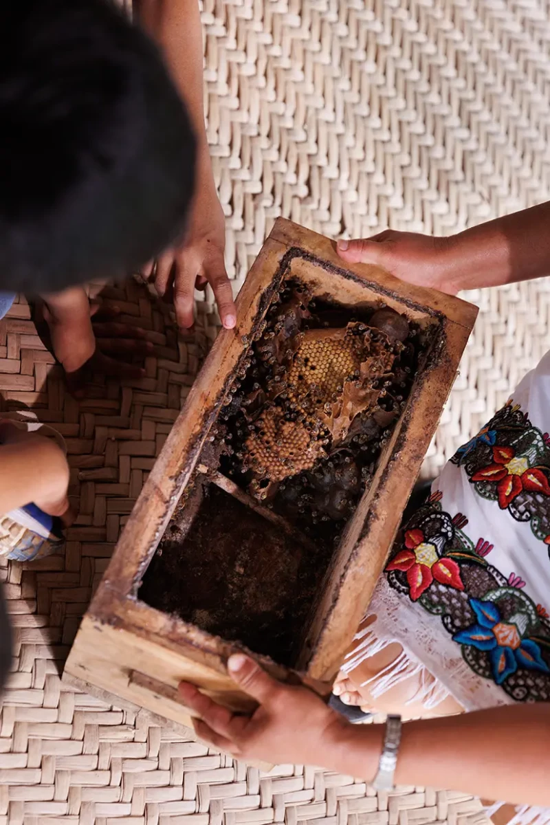 Panal abejas en México.