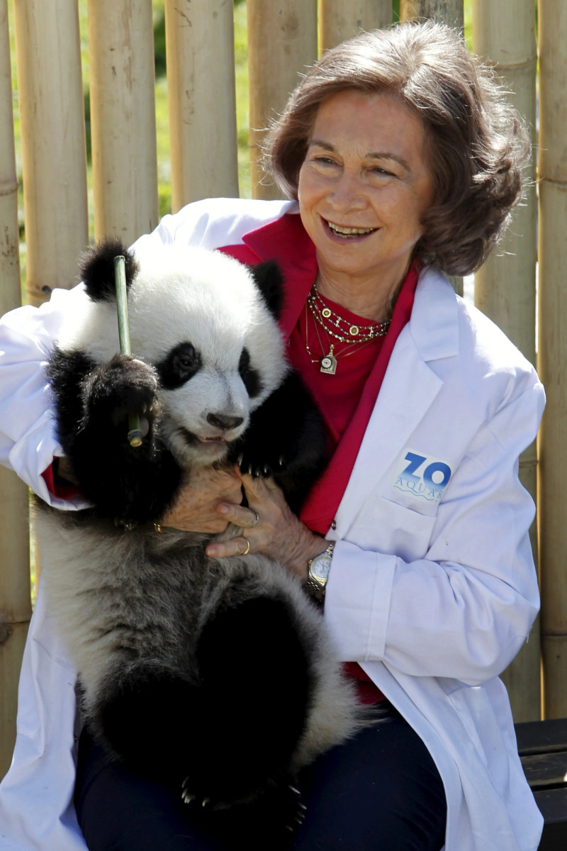 La reina emérita, cogiendo en brazos a un oso panda en el zoo.