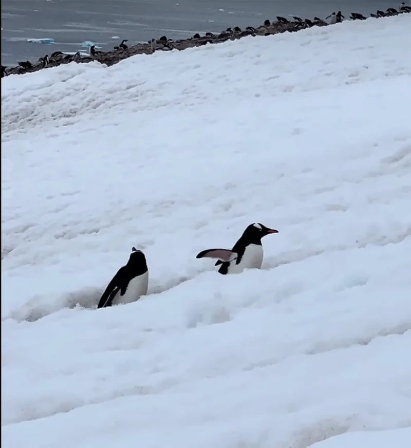 Pinguinos