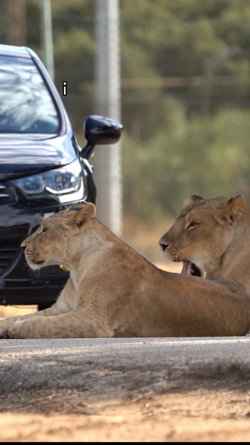 Safari Madrid.