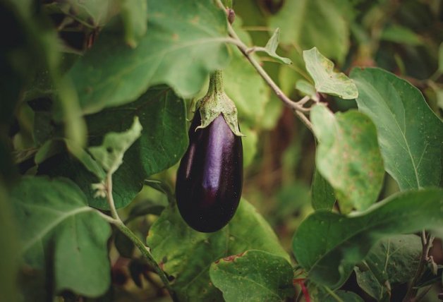 La berenjena aporta fibra, minerales y vitaminas.