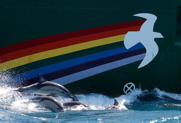 Delfines nadan junto al barco "Rainbow Warrior" (el guerrero del arcoiris).