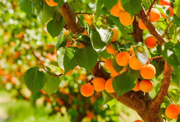 Los albaricoques, melocotones y nectarinas arrancan en mayo.