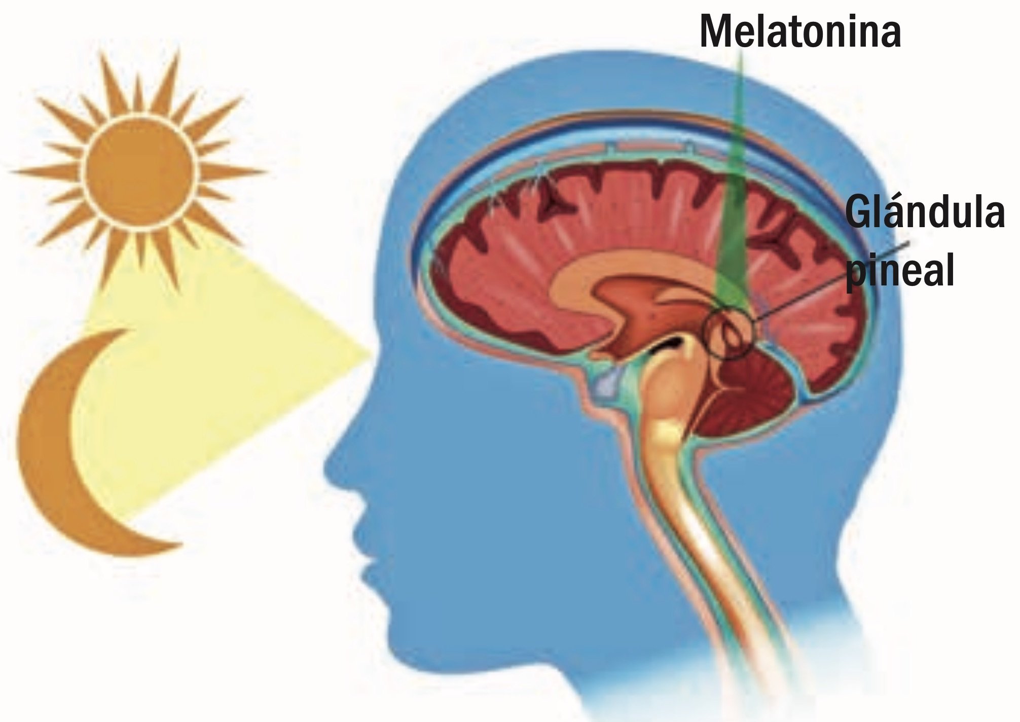 Diagrama sobre el funcionamiento de la melatonina en nuestro reloj interno.