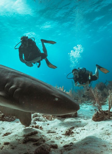 La pareja real sorprendió buceando en la barrera de coral.