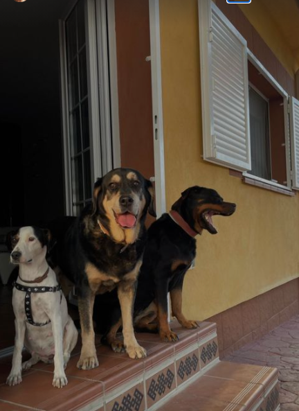 Los tres "bebés" de Sofía Suescun.