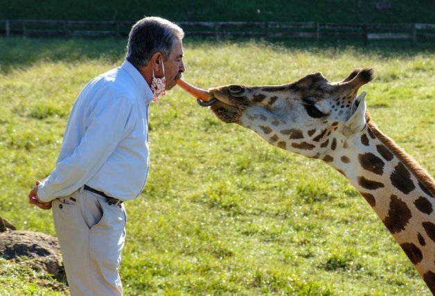 Miguel Ángel Revilla, alimentando a las jirafas.
