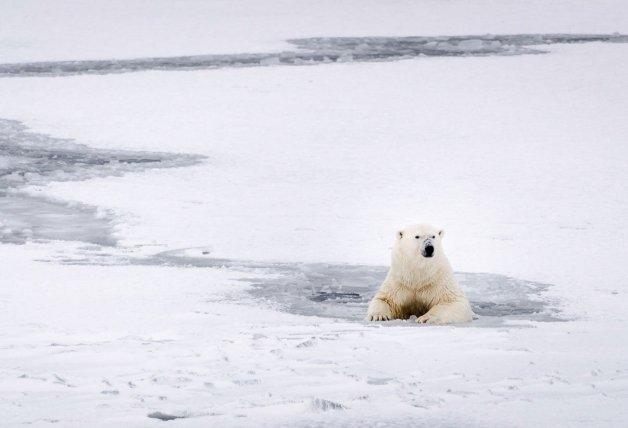 Un oso polar descansa en las heladas aguas de Svalbard.