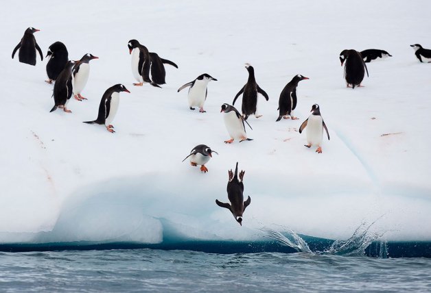 Un grupo de pingüinos pescando en un iceberg de la Antártida, donde Greenpeace investiga los impactos del cambio climático.