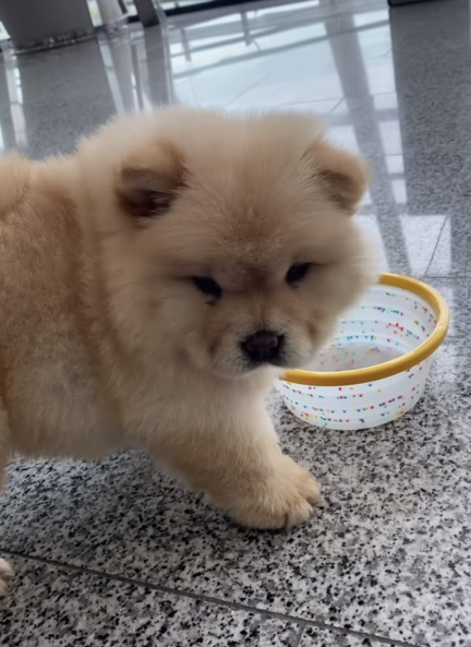 pipa-perrita-chow-chow-laura-matamoros_9_432x593