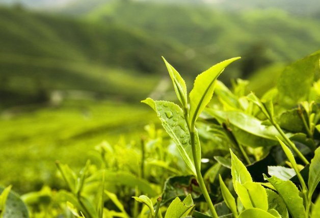 El matcha tiene diferentes calidades según las hojas que se usen para su elaboración