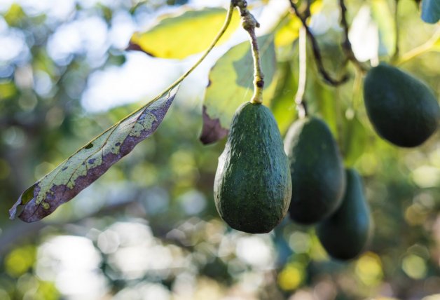 La receta del guacamole data de la época del imperio azteca.