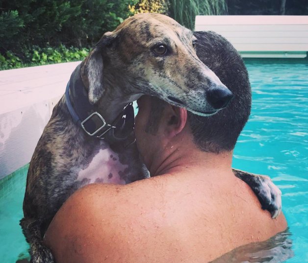 Nada mejor para sus perros que un refrescante baño en la piscina de casa.