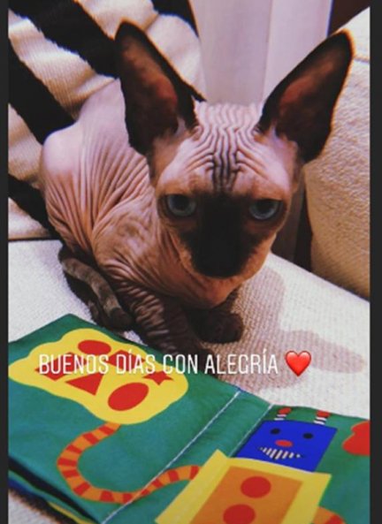 Pepe, el gato de CR7, leyendo un cuento.