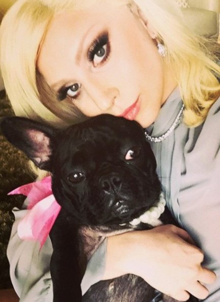 Miss Asia, la perrita de Lady Gaga que logró escapar de los asaltantes.