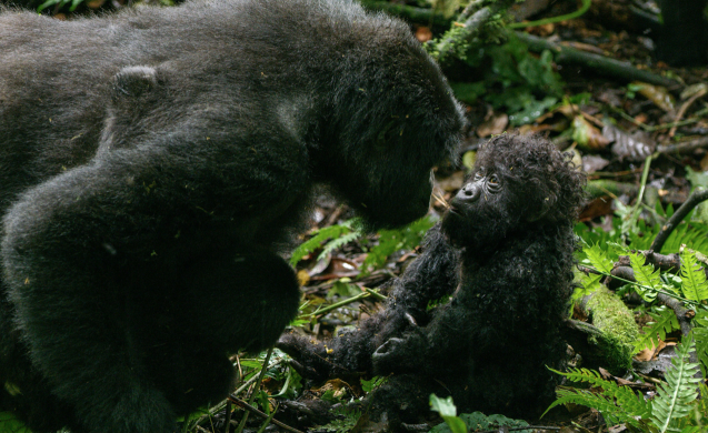 5-gorila-inspeccionando-bebe_1_637x390