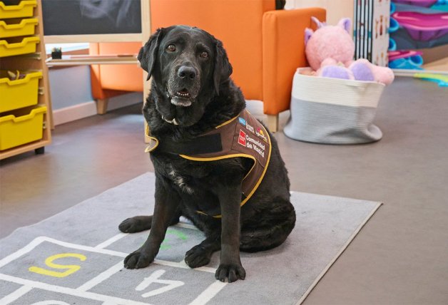 Perros como Eira consiguen que la experiencia de los niños en los juzgados sea menos traumática.