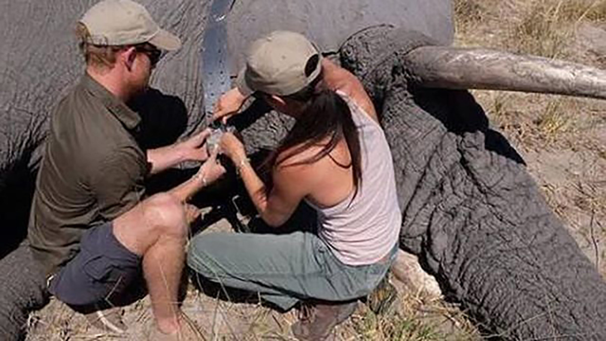 harry y meghan ayudando a un elefante